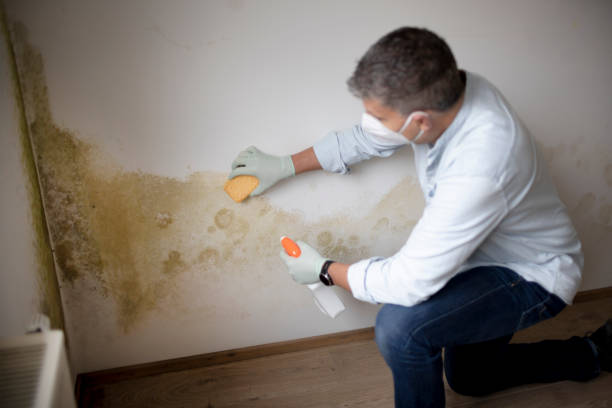 Best Water Damage & Mold Remediation  in USA